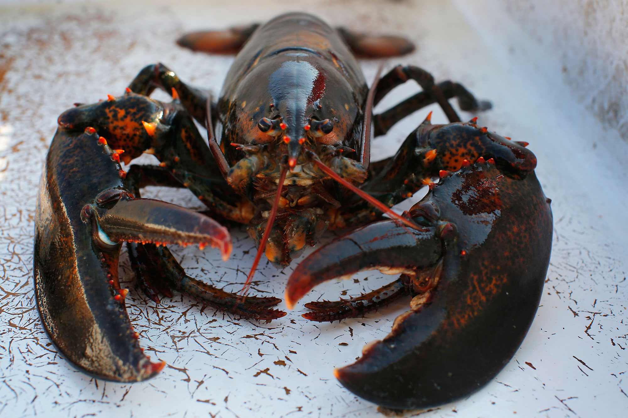 ‘Lobster King’ Trump Extends Farmer Bailout to Maine