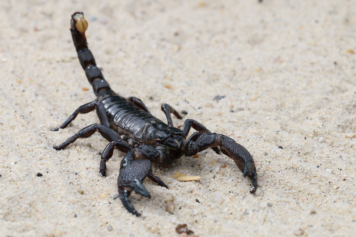 Scorpion Stings Passenger