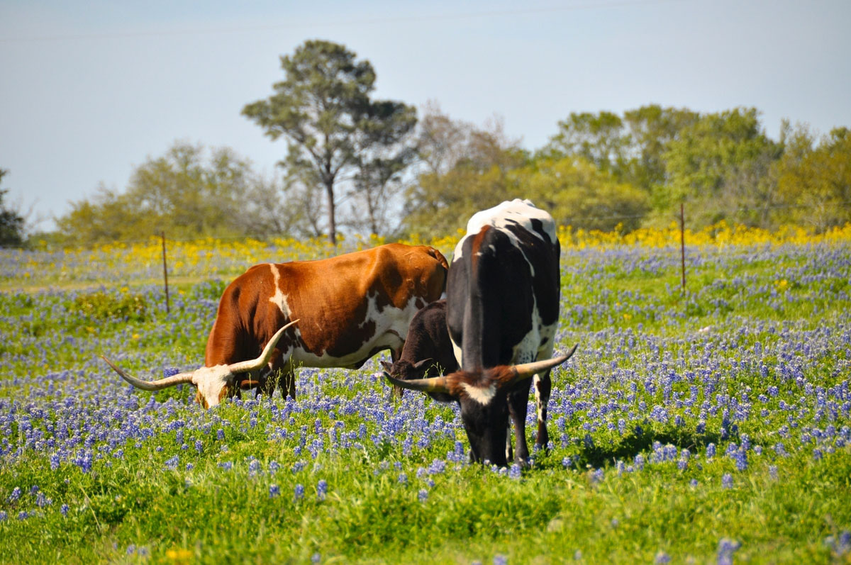 37. Texas