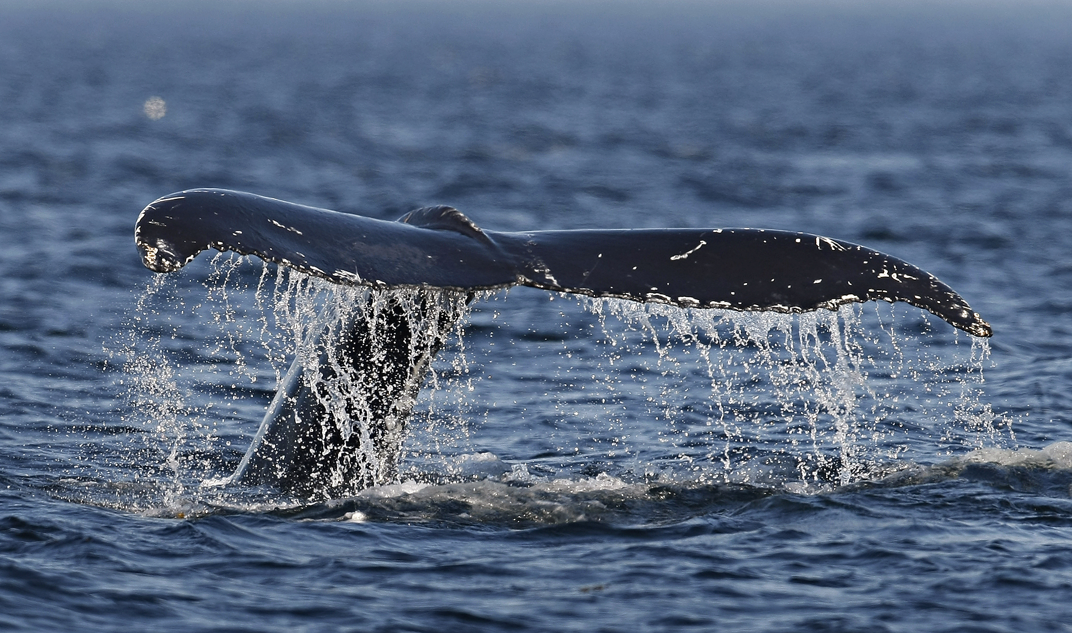 Whale Hunting-Related Expenses