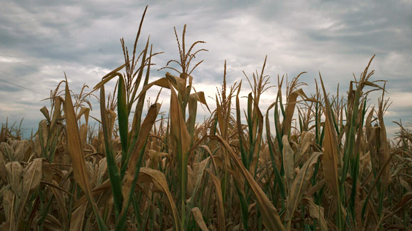 Despite Drought, Record Farm Export Sales Seen