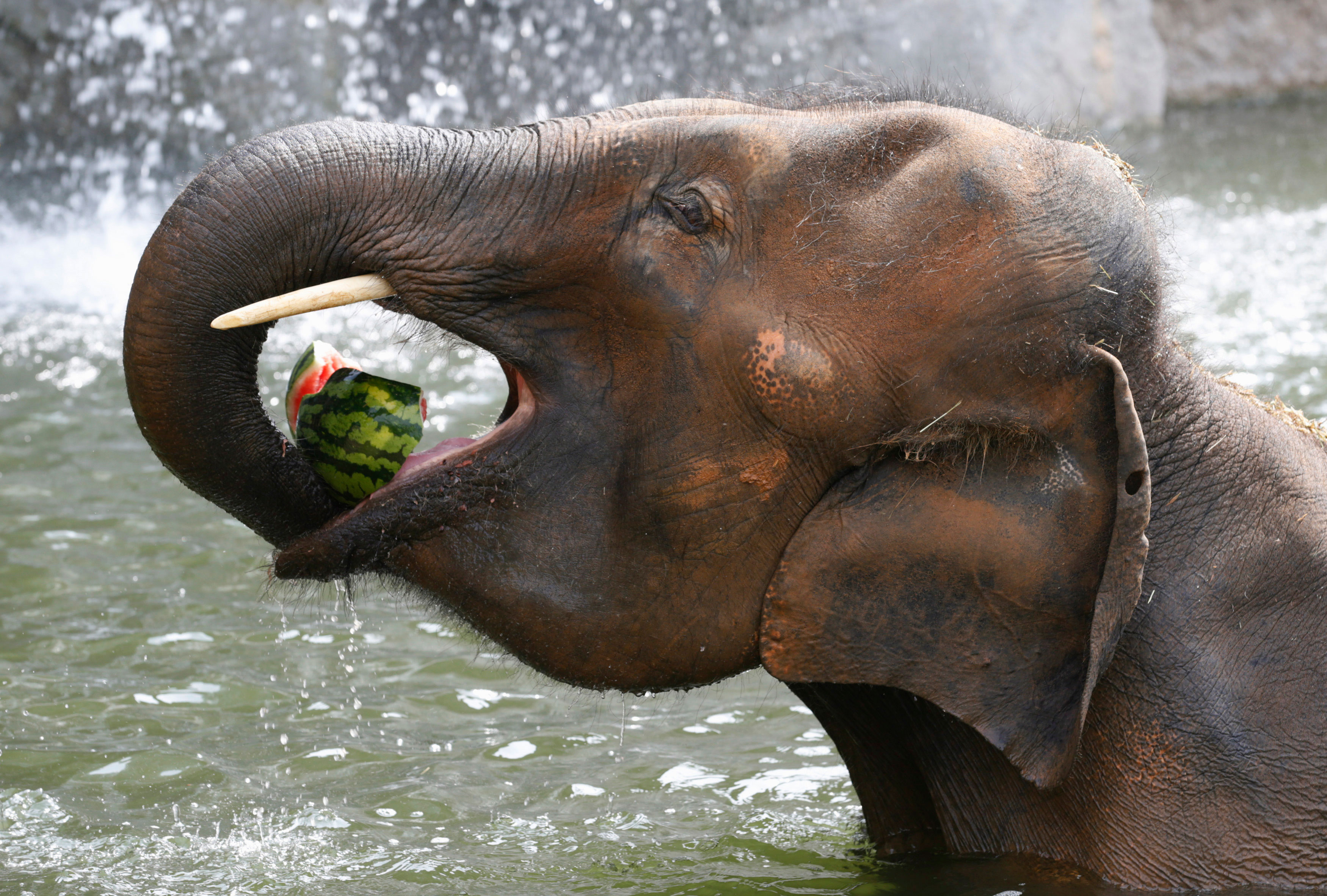 Happy Watermelon Day! 16 Sweet, Juicy Facts You Didn’t Know