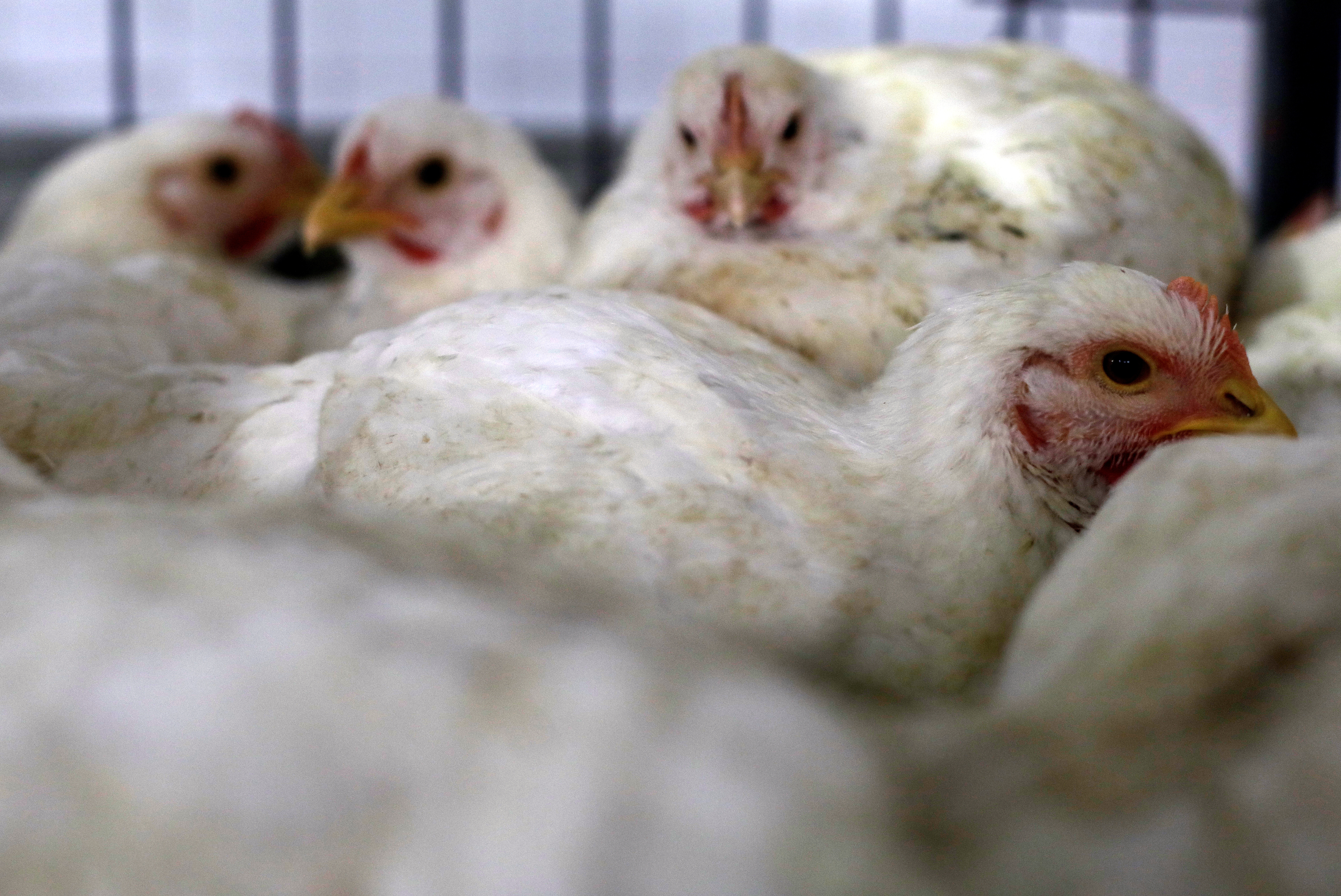 It Looks Like Chickens Aren't Cash as Far as the IRS Is Concerned