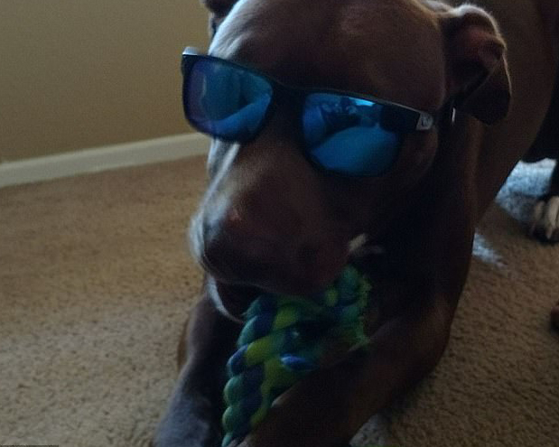 Dog Bites Man