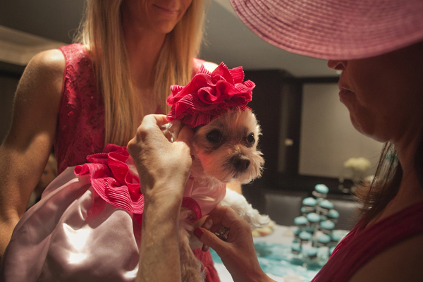 <p>Sergeant's Pet Care Products, a company with $140 million in revenue, received half a million dollars in Community Development Block Grants provided by the Department of Housing and Urban Development. The money was for capital improvements, like buyi